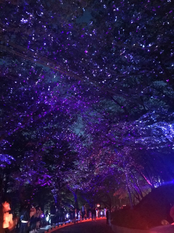 별빛 축제 공원 수봉 [인천] 야경