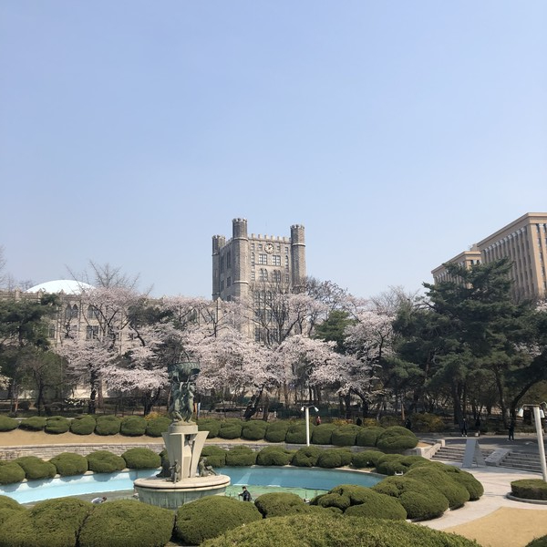 [서울] 봄에 가장 예쁜 캠퍼스 경희대학교, 경희랜드 벚꽃